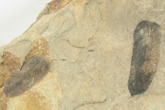5" Pennsylvanian Fossil Fern (Macroneuropteris) Plate - Kentucky - Fossil #201701