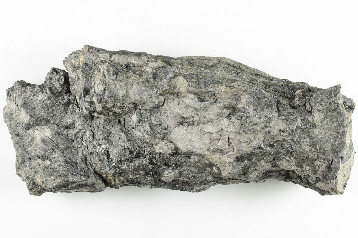 7.5" Fossil Lycopod Tree Root (Stigmaria) Kentucky (201716) For Sale