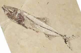Cretaceous Fish (Spaniodon) With Pos/Neg - Hjoula, Lebanon #202167