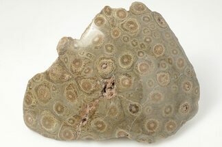 Polished Fossil Coral (Actinocyathus) Head - Morocco #202499