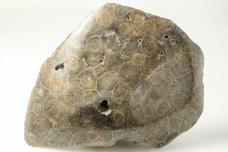 5.2" Polished Fossil Coral (Actinocyathus) Head - Morocco - Fossil #202500