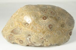 Polished Fossil Coral (Actinocyathus) Head - Morocco #202505