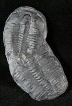 Two Elrathia Trilobite Fossils - Utah #12517