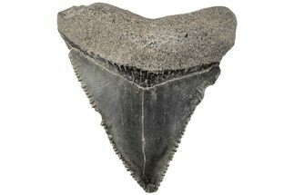 Serrated, Juvenile Megalodon Tooth - South Carolina #202439