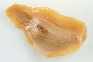 Kansas Amber (Jelinite) Specimen - George Jelinek Collection #201442