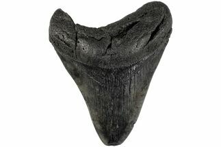 4.03" Fossil Megalodon Tooth - South Carolina - Fossil #201534