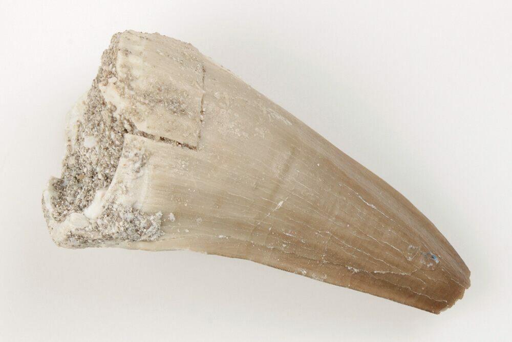 Bargain, 1.55" Fossil Mosasaur (Mosasaurus) Tooth - Morocco (#200918 ...