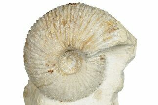 Jurassic Ammonite (Macrocephalites) Fossil - France #129528