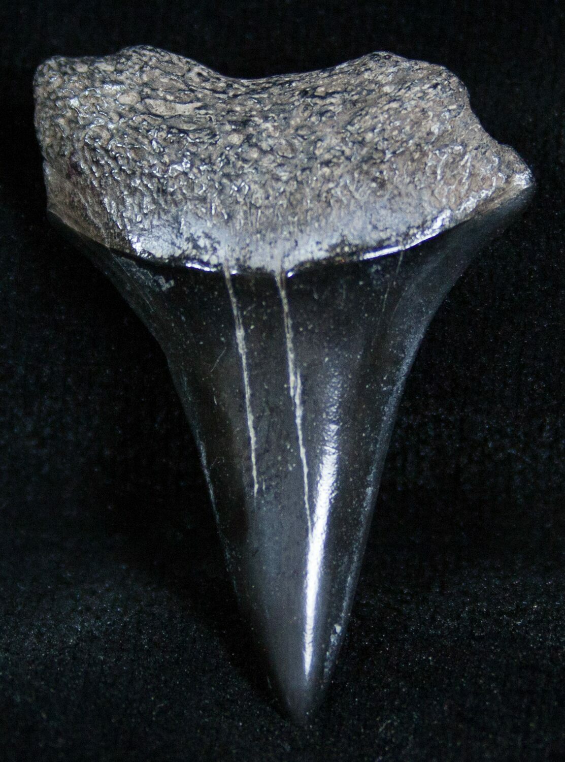 1.4 Mako Shark Tooth Fossil (2109) For Sale