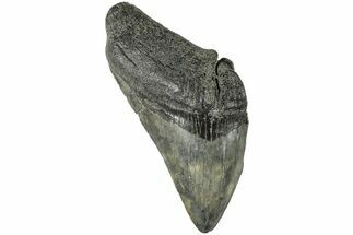 4.01" Partial, Fossil Megalodon Tooth - South Carolina - Fossil #170611