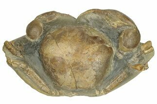 8.3" Miocene Fossil Crab (Tumidocarcinus) - New Zealand - Fossil #145228