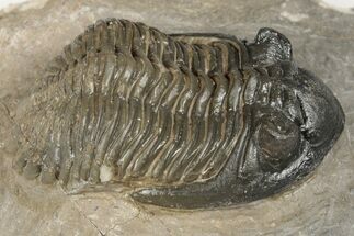 2.5" Detailed Hollardops Trilobite - Ofaten, Morocco - Fossil #202959