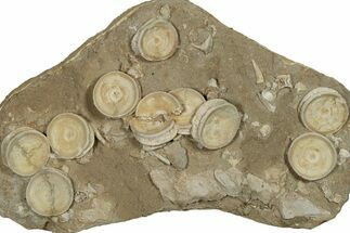 Fossil Shark Vertebrae & Teeth Plate - Morocco #78728