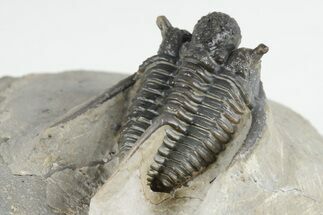 1.15" Spiny Cyphaspis Trilobite - Ofaten, Morocco  - Fossil #203016