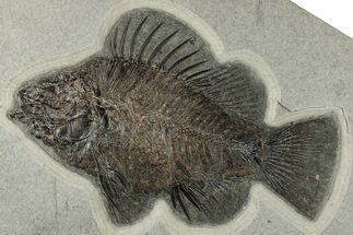 Superb, 9.2" Fossil Fish (Priscacara) - Green River Formation - Fossil #203213