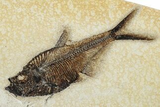Detailed, Fossil Fish (Diplomystus) - Wyoming #203211