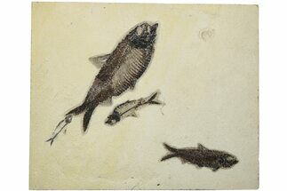 10.3" Multiple Fossil Fish (Knightia) Plate - Wyoming - Fossil #203220