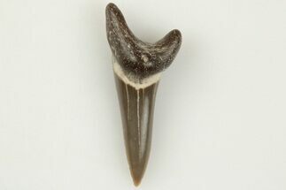 Fossil Shark (Cretodus) Tooth - Carlile Shale, Kansas #203286
