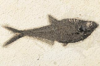 Fossil Fish (Diplomystus) - Wyoming #203185