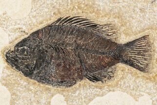 Fossil Fish (Cockerellites) - Wyoming #203187