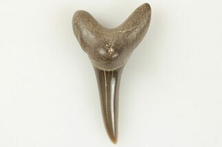 .8" Fossil Shark (Cretodus) Tooth - Carlile Shale, Kansas - Fossil #203299