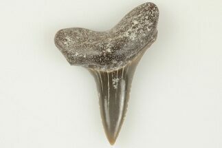 .77" Fossil Shark (Cretodus) Tooth - Carlile Shale, Kansas - Fossil #203301