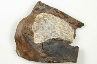 1.9" Fossil Ginkgo Leaf From North Dakota - Paleocene - Fossil #201216