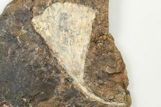 2.3" Fossil Ginkgo Leaf From North Dakota - Paleocene - Fossil #201221