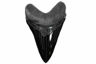 Realistic 7.4" Carved Obsidian Megalodon Tooth - Replica - Crystal #202090