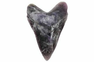 Realistic Carved Fluorite Megalodon Tooth - Replica #202091