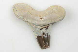 Bargain, Cretaceous Ginsu Shark (Cretoxyrhina) Tooth - Kansas #203320