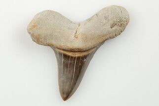 1.35" Cretaceous Ginsu Shark (Cretoxyrhina) Tooth - Kansas - Fossil #203323