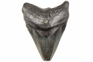 3.21" Fossil Megalodon Tooth - South Carolina - Fossil #203160