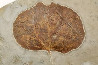 2.65" Fossil Leaf (Zizyphoides) - Montana - Fossil #203550