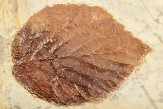 2.9" Fossil Leaf (Beringiaphyllum) - Montana - Fossil #203554