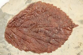 4.2" Fossil Leaf (Beringiaphyllum) - Montana - Fossil #203555