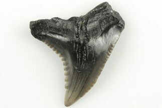 1" Snaggletooth Shark (Hemipristis) Tooth - Aurora, NC - Fossil #203581