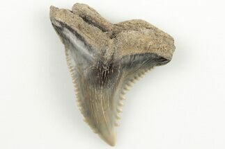1.27" Snaggletooth Shark (Hemipristis) Tooth - Aurora, NC - Fossil #203585