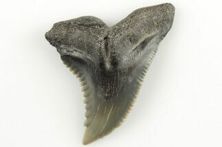 1.25" Snaggletooth Shark (Hemipristis) Tooth - Aurora, NC - Fossil #203590