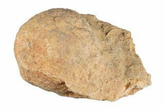 Silurain Fossil Sponge (Astraeospongia) - Tennessee #203696