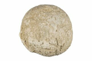 1.05" Silurain Fossil Sponge (Astraeospongia) - Tennessee - Fossil #203701