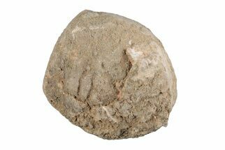 Silurain Fossil Sponge (Astraeospongia) - Tennessee #203716