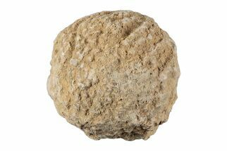 Silurain Fossil Sponge (Astraeospongia) - Tennessee #203719