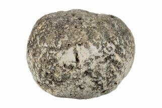 Silurain Fossil Sponge (Astraeospongia) - Tennessee #203721