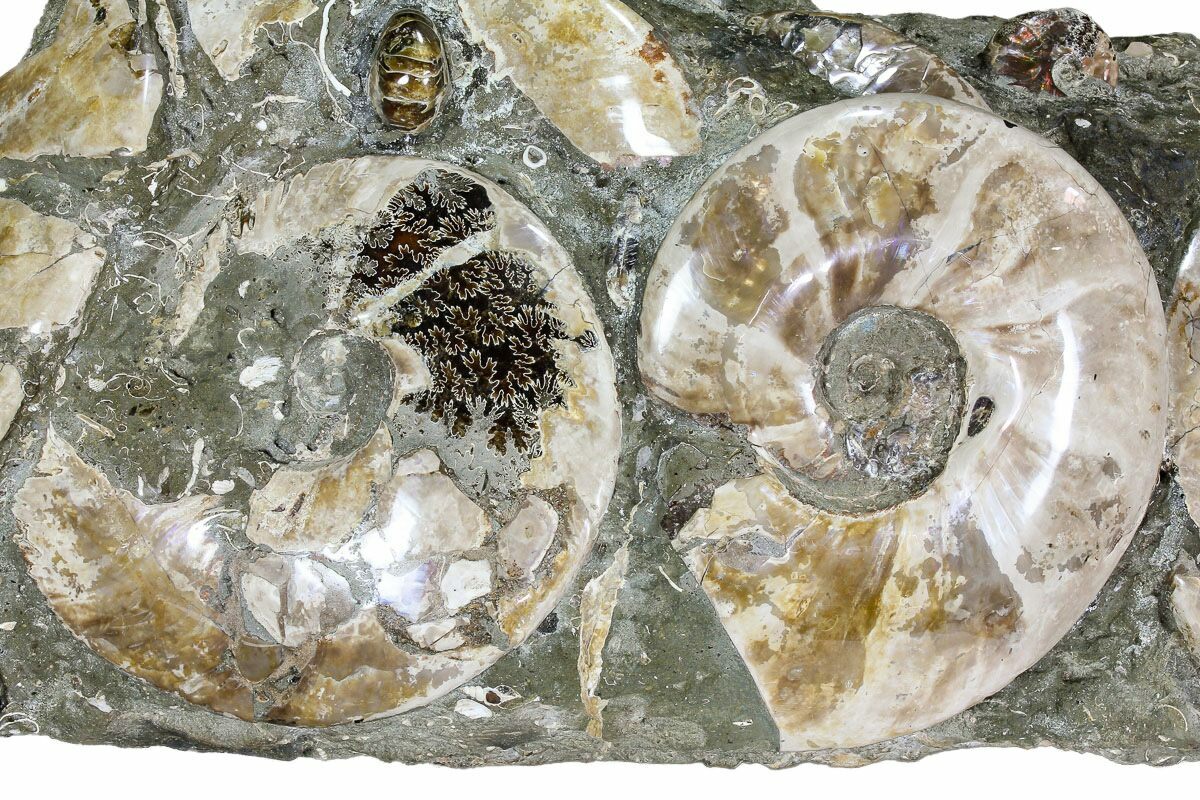 Details about   Natural Phylloceras Cretaceous Ammonite Fossil Specimen Fossil Madagascar 486g 