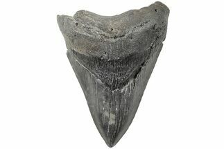 Serrated, 4.18" Fossil Megalodon Tooth - South Carolina - Fossil #203097