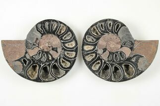 3.2" Cut/Polished Ammonite (Phylloceras?) Pair - Unusual Black Color - Fossil #166015