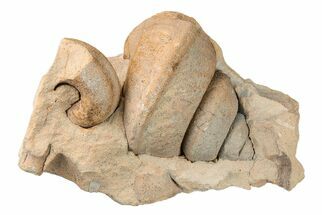 Ordovician Gastropod (Clathrospira) Fossil - Wisconsin #203663