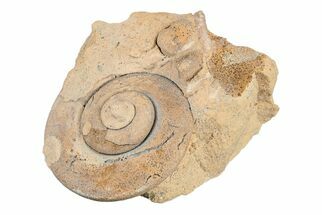 Ordovician Gastropod (Liospira) Fossil - Wisconsin #203670