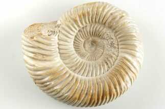 Polished Jurassic Ammonite (Perisphinctes) - Madagascar #203853